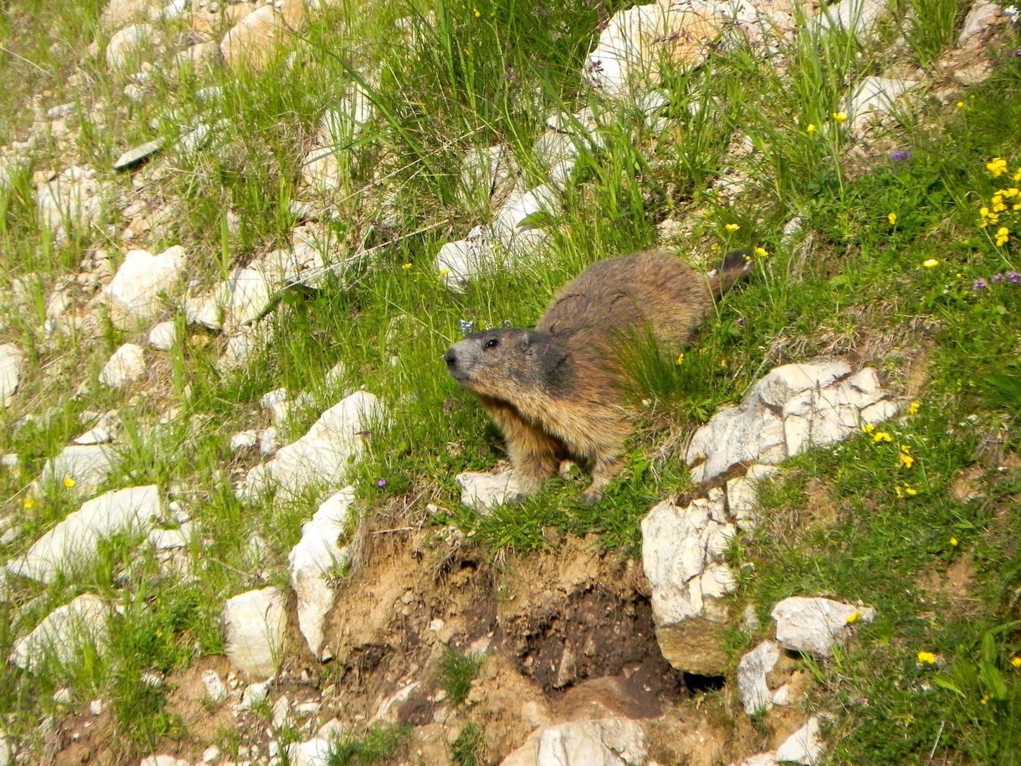 ホテル Rifugio Monte Baldo アーヴィオ エクステリア 写真